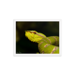 Bornean Keeled Pit Viper (close-up, male)