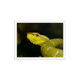 Bornean Keeled Pit Viper (close-up, male)