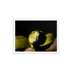 Bornean Keeled Pit Viper (close-up)