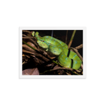 Bornean Keeled Pit Viper