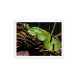 Bornean Keeled Pit Viper