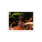 The Malayan Horned Frog