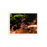 The Malayan Horned Frog