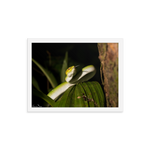 Bornean Keeled Pit Viper (juvenile male)