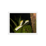 Bornean Keeled Pit Viper (juvenile male)