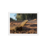 Sand Goanna