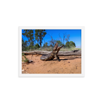 Shingleback Lizard