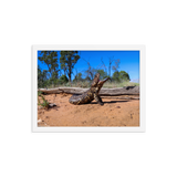 Shingleback Lizard