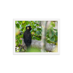 Yellow-tailed Black Cockatoo