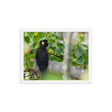 Yellow-tailed Black Cockatoo