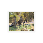 Eastern Grey Kangaroos