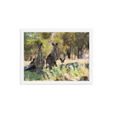 Eastern Grey Kangaroos