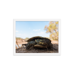 Murray River Turtle