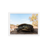 Murray River Turtle