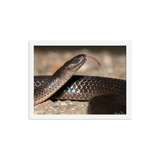 The Eastern Small-eyed Snake