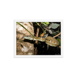 Coastal Carpet Python emerging from the forest