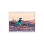 The Australian Ringneck Parrot