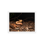 Brown Tree Snake