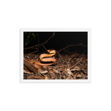 Brown Tree Snake