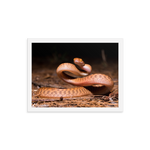 Brown Tree Snake (Juvenile)