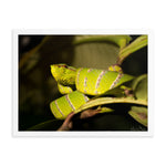 Bornean Keeled Pit Viper (male)