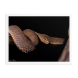 The Mangrove Pit-viper