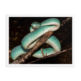 Fully-Grown Blue White-lipped Viper