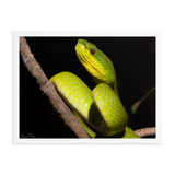 Portrait of White-lipped Viper