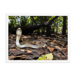 Javan Spitting Cobra