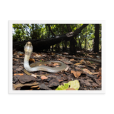 Javan Spitting Cobra