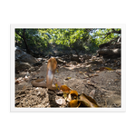 Javan Spitting Cobra (Juvenile)