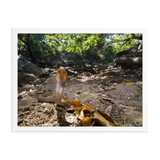 Javan Spitting Cobra (Juvenile)