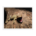 Tokay Gecko