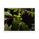 Fangs in the forest - The White-lipped Viper