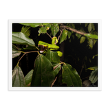 Fangs in the forest - The White-lipped Viper