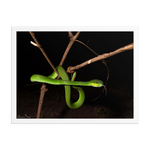 Male White-lipped Viper