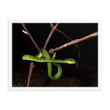 Male White-lipped Viper