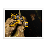 Mangrove Cat Snake (Black and Yellow Form)