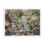 King Cobra (female)