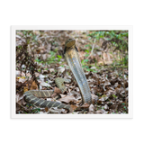 King Cobra (female)