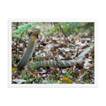 King Cobra (large female)