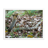 King Cobra (large female)