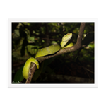 Bornean Keeled Pit Viper (adult female)