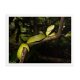 Bornean Keeled Pit Viper (adult female)