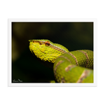 Bornean Keeled Pit Viper (close-up, male)