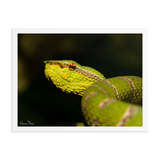 Bornean Keeled Pit Viper (close-up, male)