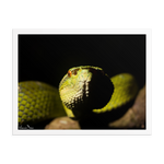 Bornean Keeled Pit Viper (close-up)