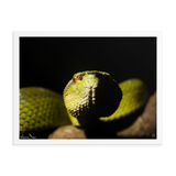 Bornean Keeled Pit Viper (close-up)