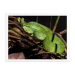 Bornean Keeled Pit Viper