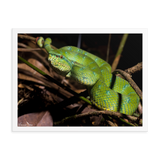 Bornean Keeled Pit Viper